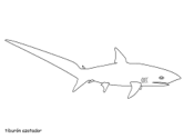 dibujo de tiburón azotador