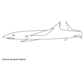 tiburón de punta blanca