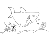 imágenes de tiburones
