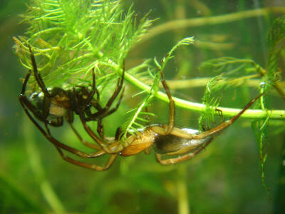 ARAÑA DE AGUA