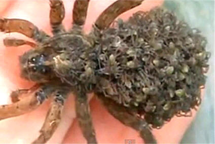 Una araña lobo con arañitas.