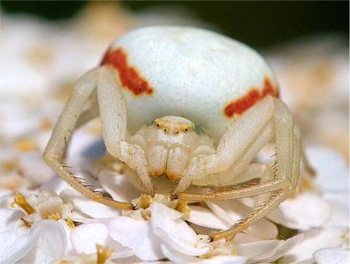 Araña cangrejo dorada