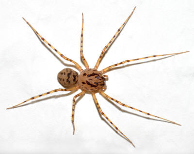 ARAÑA ESCUPIDORA
