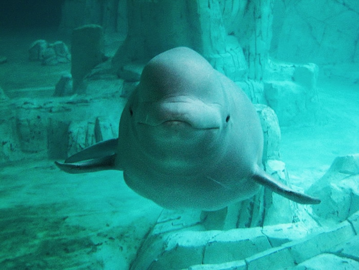 ballena beluga