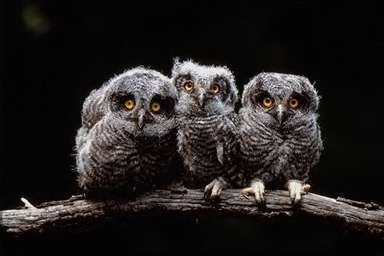Bebés de aves de rapiña