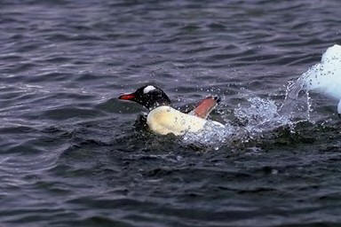 pingüino 