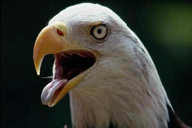 Águila calva
