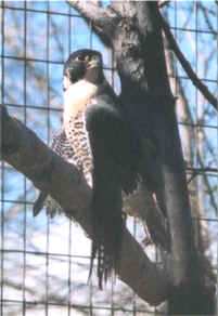 Halcón peregrino