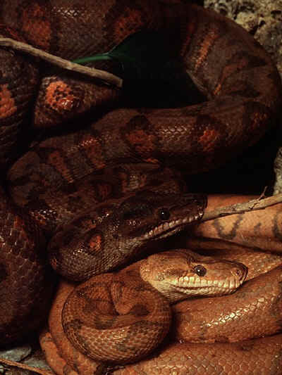 dos boas constrictor
