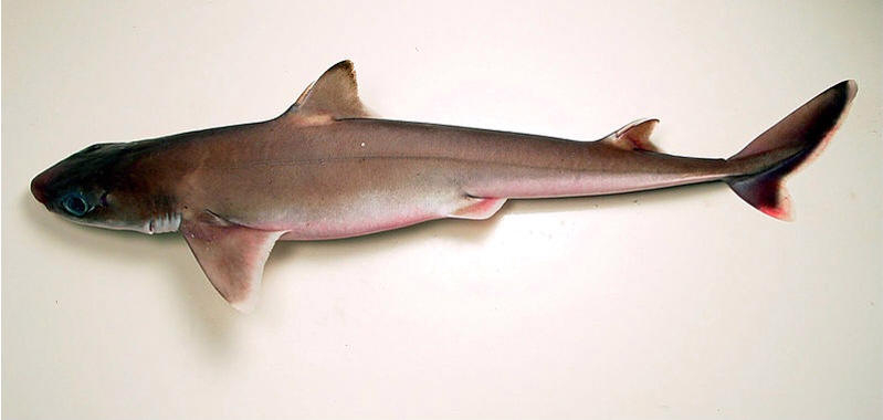 cazón cubano - U.S.  National Oceanic and Atmospheric Administration, taken or made during the course of an employee's official duties