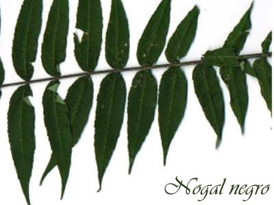 la hoja