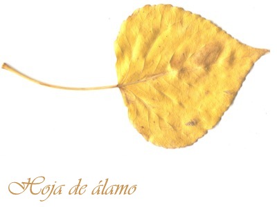 Hoja de álamo