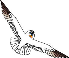 gaviota
