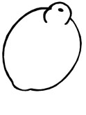 el limón