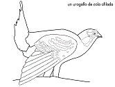 imagen de un urogallo de cola afilada