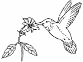 imágenes de colibrí