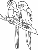 imágenes de Loros