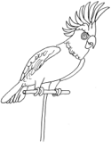 imágenes de Loros