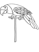 imágenes de Loros