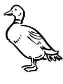 imágenes de patos