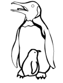 imágenes de pingüinos
