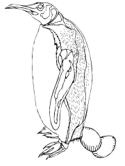 imágenes de pingüinos