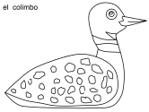 imagen de un colimbo
