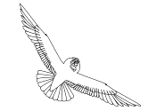 imagen de una gaviota