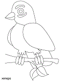 imagen de un xenops