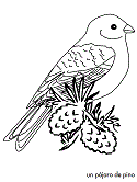 imagen de un pájaro de pino
