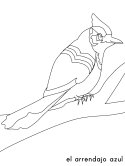 imágenes de aves