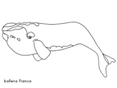 imágenes de ballenas