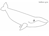 imágenes de ballenas