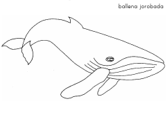 imágenes de ballenas