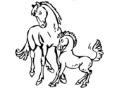 imágenes de burros