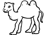 imágenes de camello