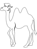 imágenes de camello