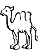 imágenes de camello