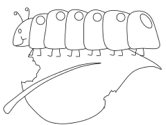 imágenes de orugas
