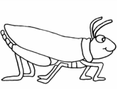 imágenes de insectos