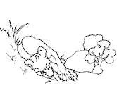 imágenes de león