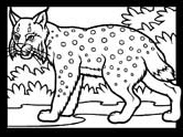 imágenes de linces
