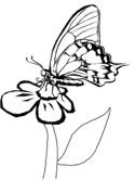 imágenes de mariposas