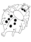 imágenes de mariposa