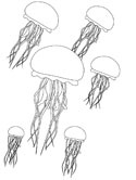 imágenes de cocodrilo