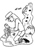 imágenes de cangrejos