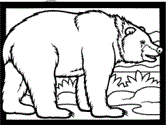 imágenes de osos