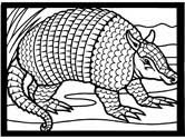 imágen de un armadillo