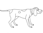 imágenes de perros