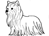 imágenes de perros